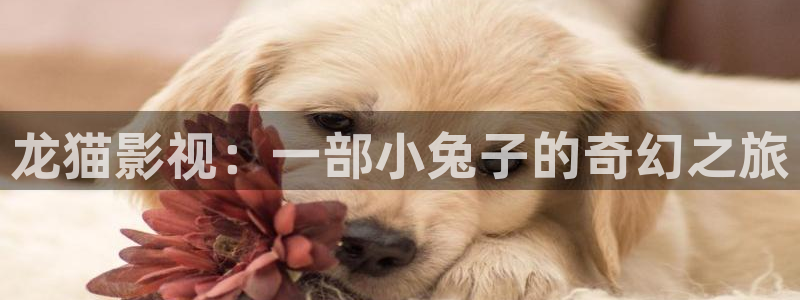 茄子视频?