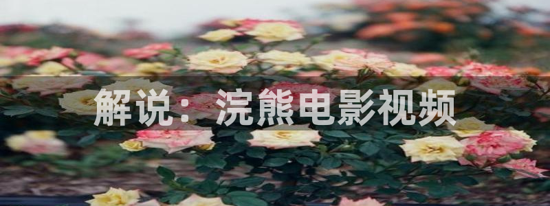 茄子视频一
