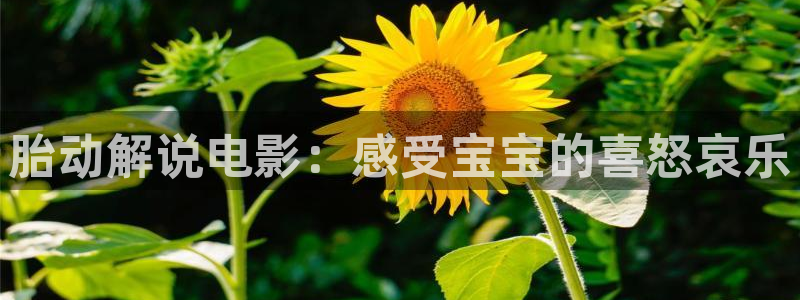茄子视频一