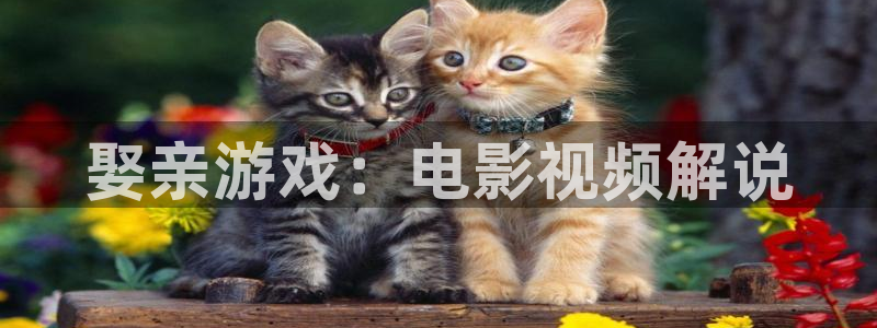 大茄子视频