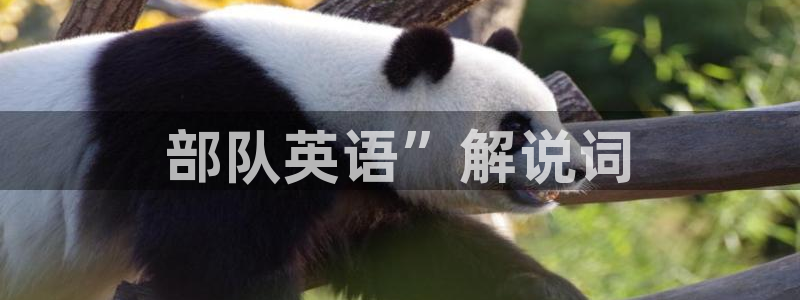 茄子视频?