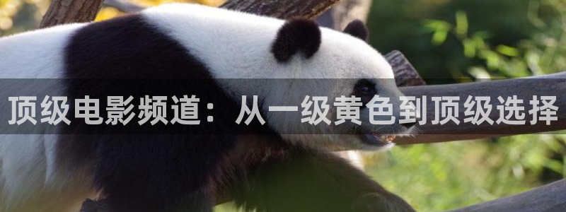 樱桃茄子视频