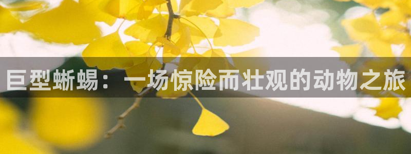 茄子视频视频