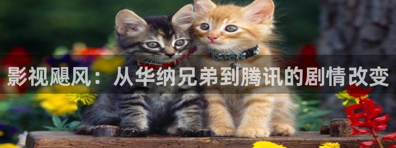 茄子视频一