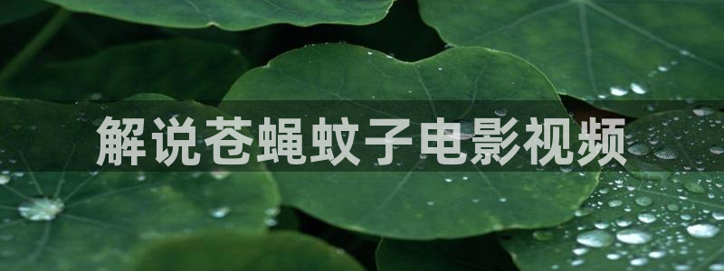 茄子视频：解说苍蝇蚊子电影视频